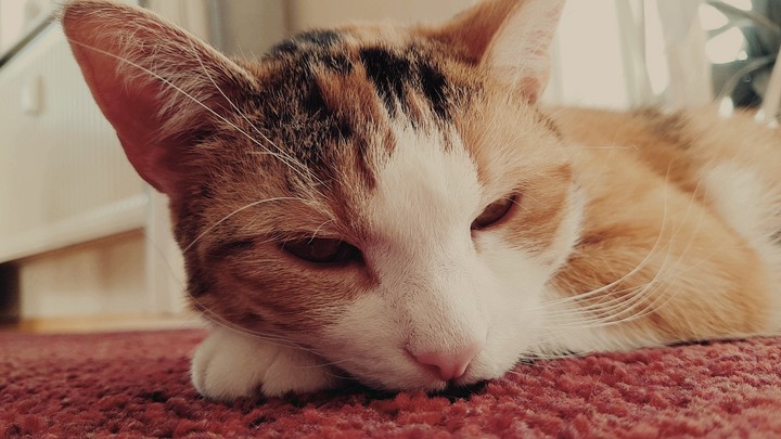tired cat