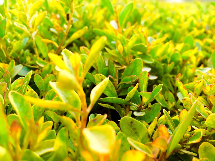 green