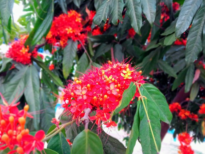 flower