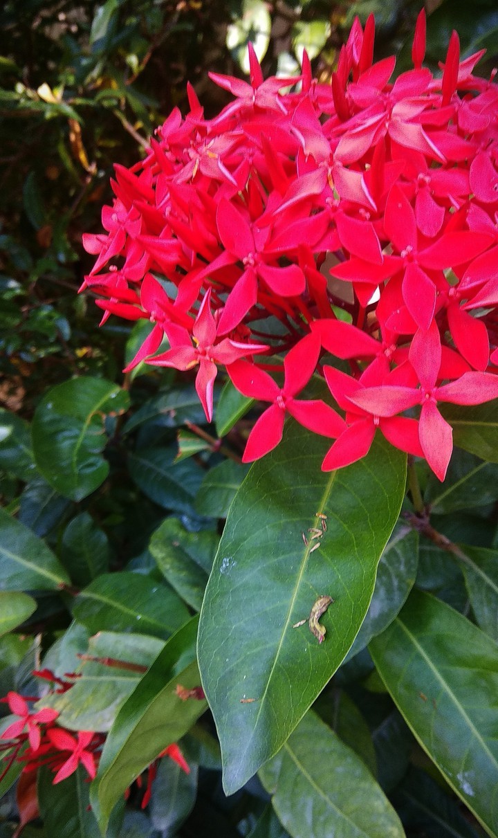 Florets