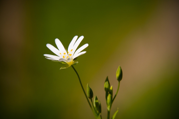 White Flower