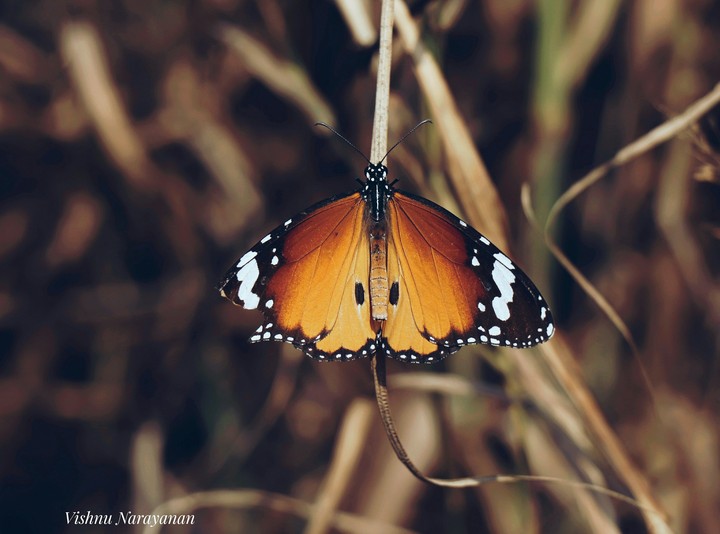 Plain Tigar Butterfly