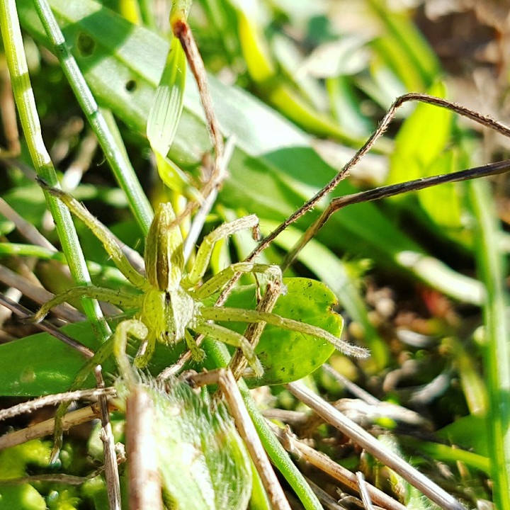 Eco Spider