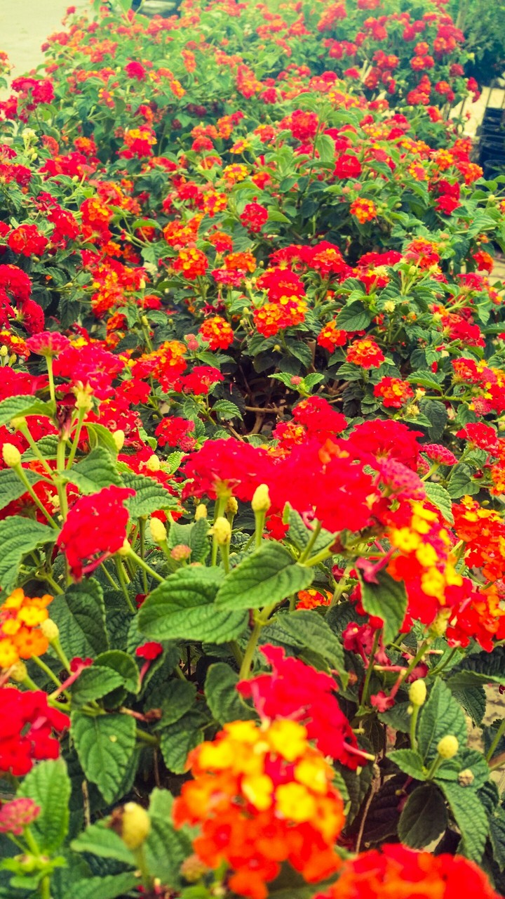 flowers