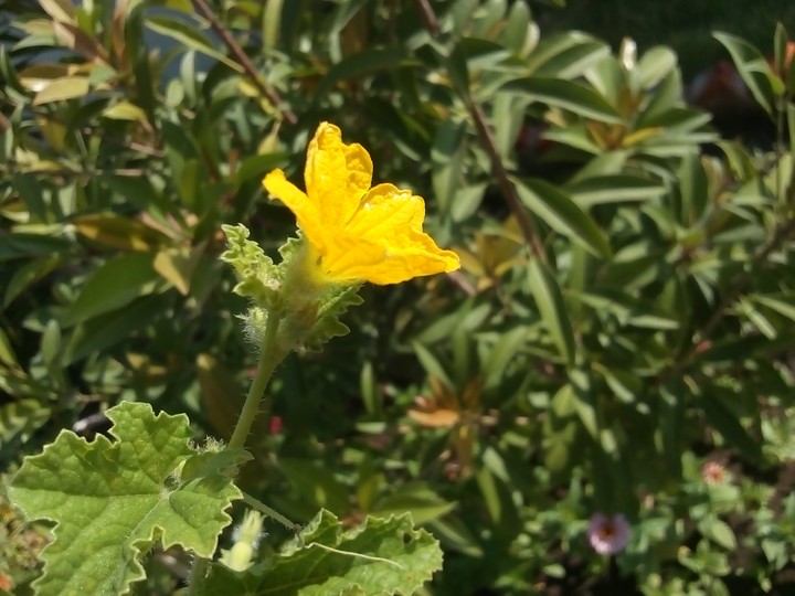 Lil flower