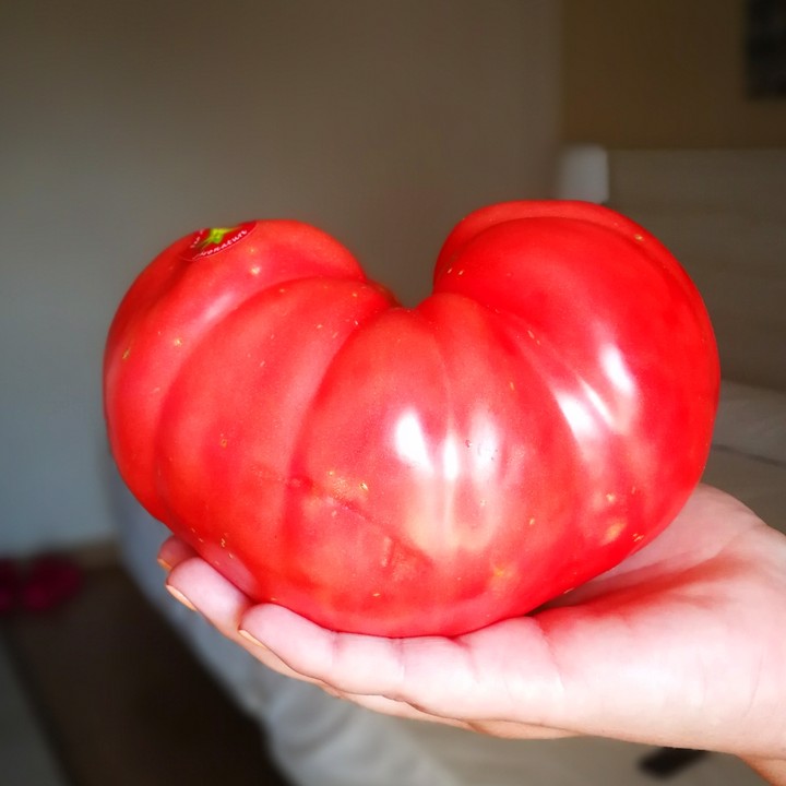tomato