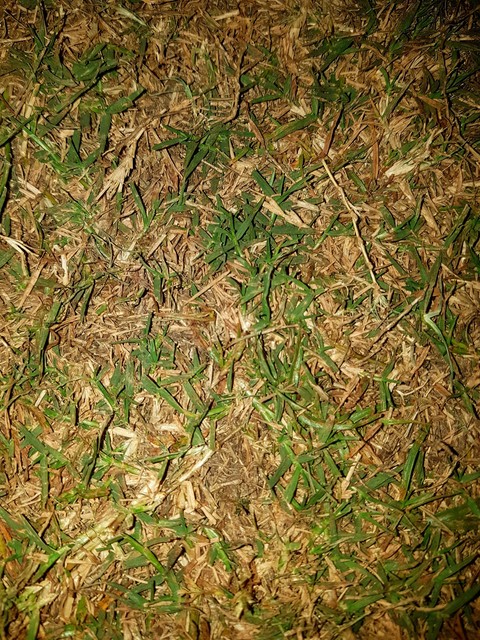 grass