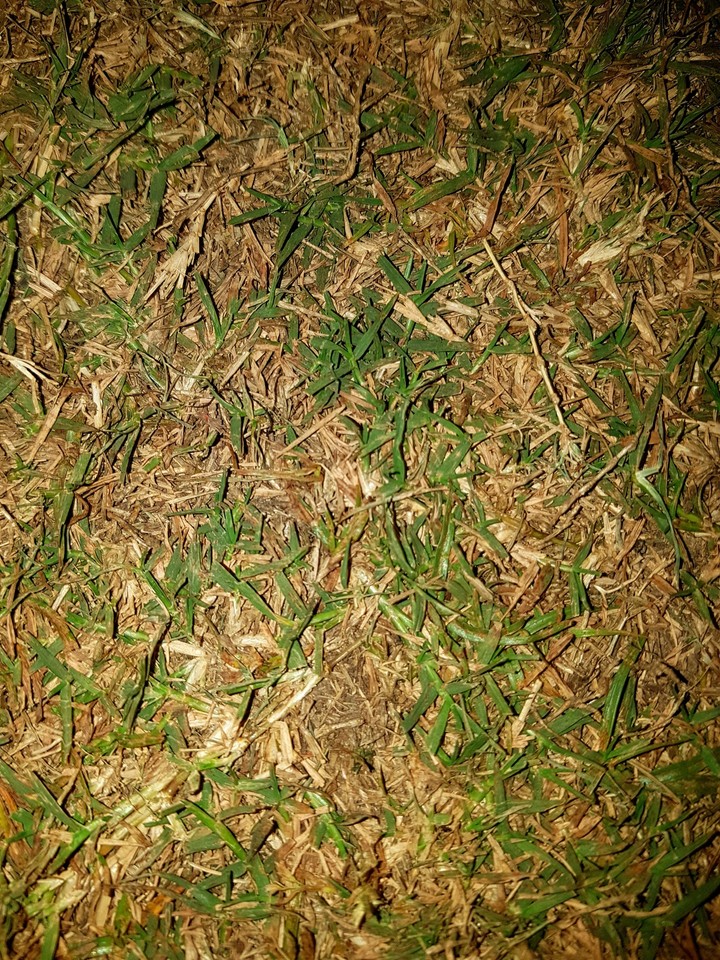 grass