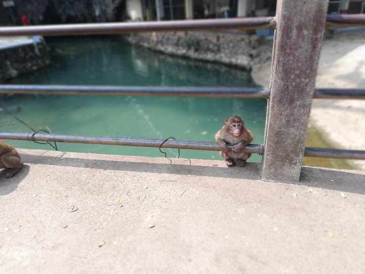 monkey