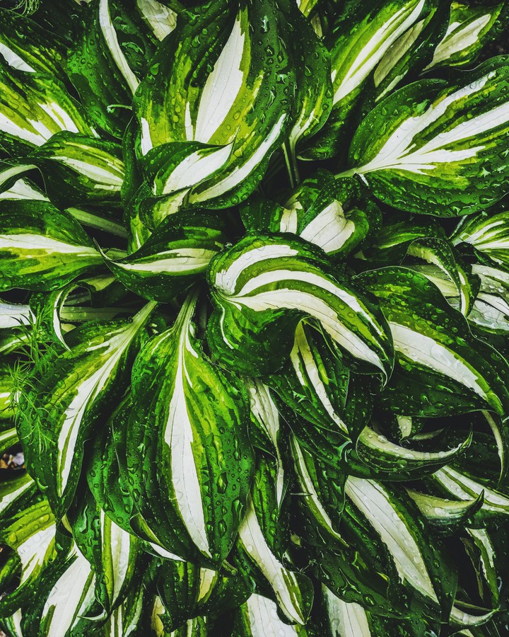 Green And white