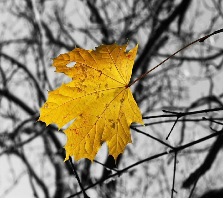 Yellow Leave ?