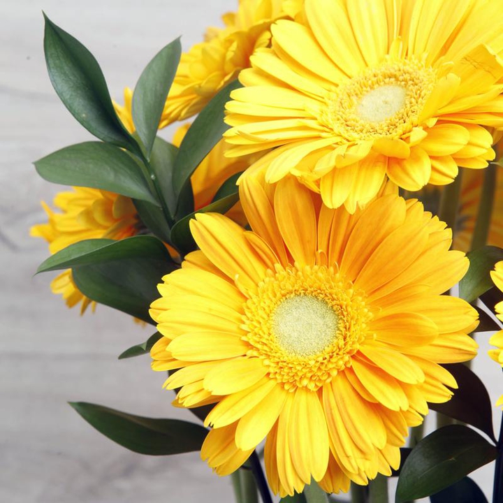 gerberas