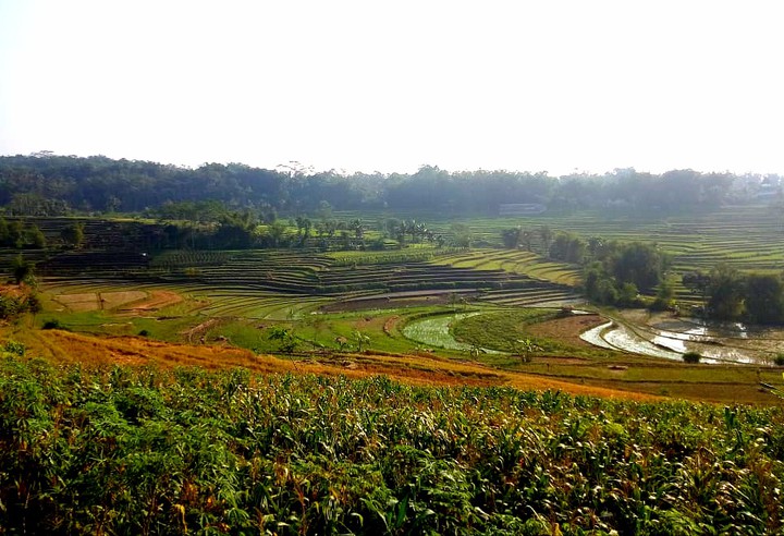 beautiful rice field