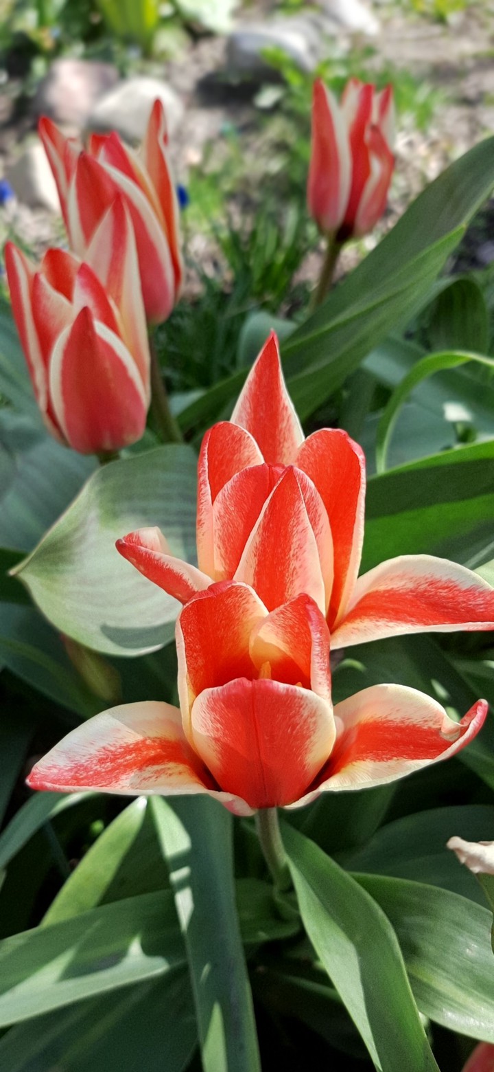 Tulip
