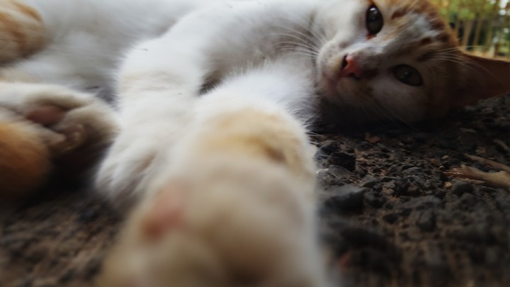 selfie