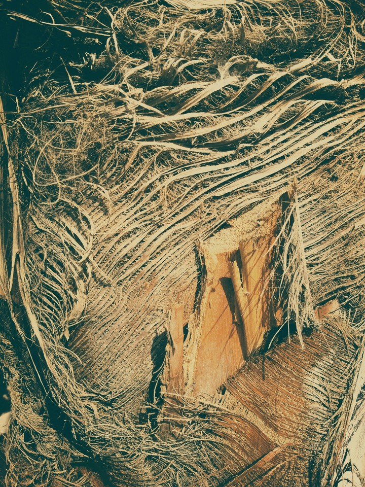 woody