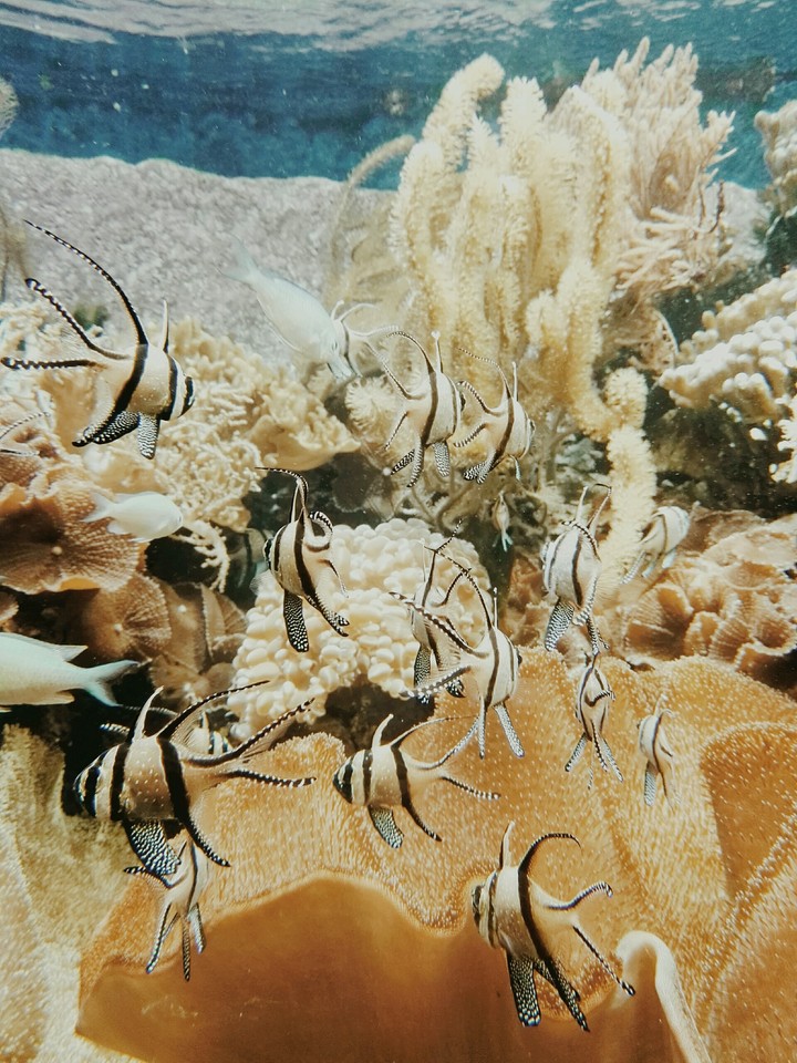 coole fische
