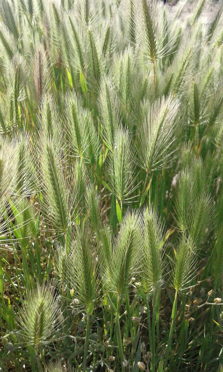 in the farm