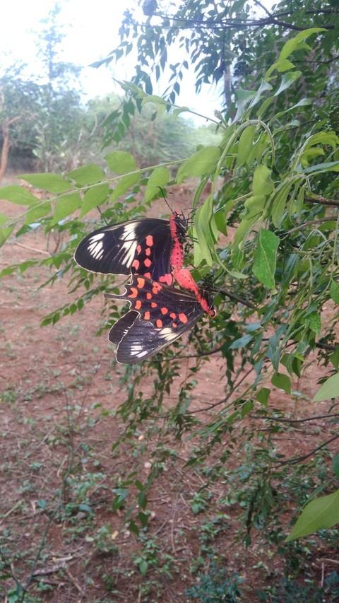 Butterfly