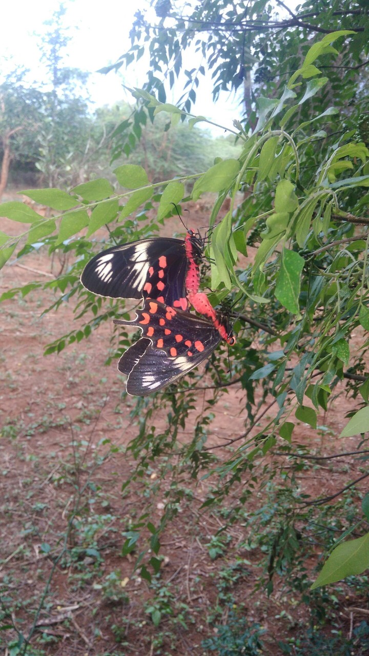 Butterfly