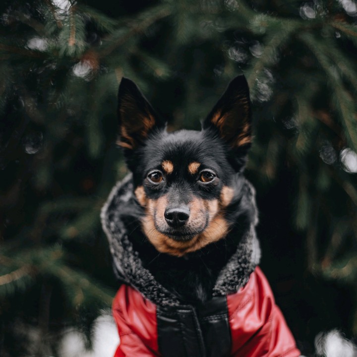 dogs
