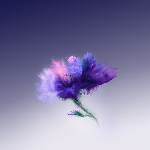 flower, purple वॉलपेपर