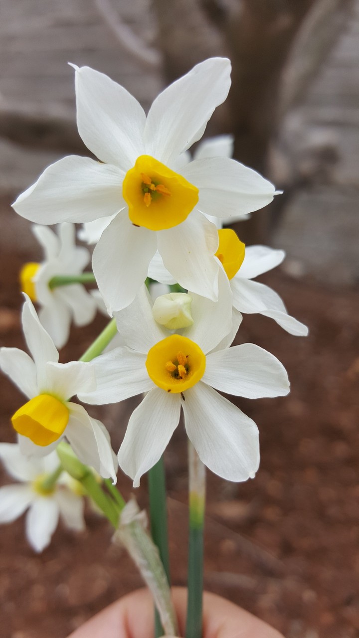 Daffodil - Narjes Palestine