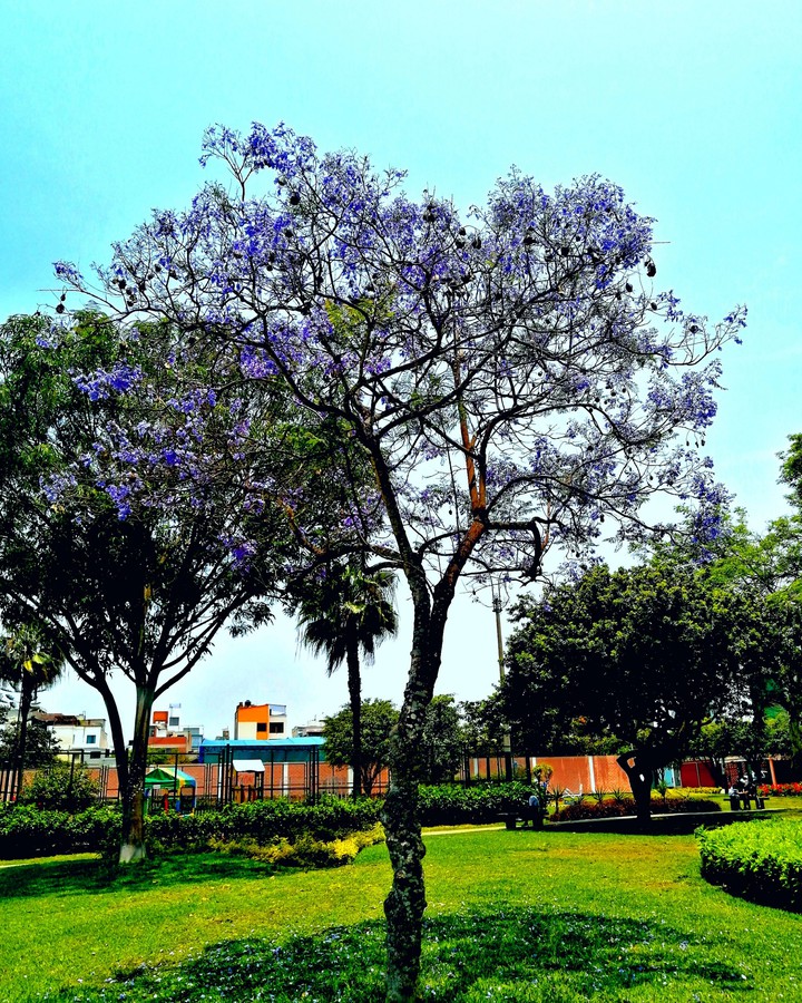 violet tree