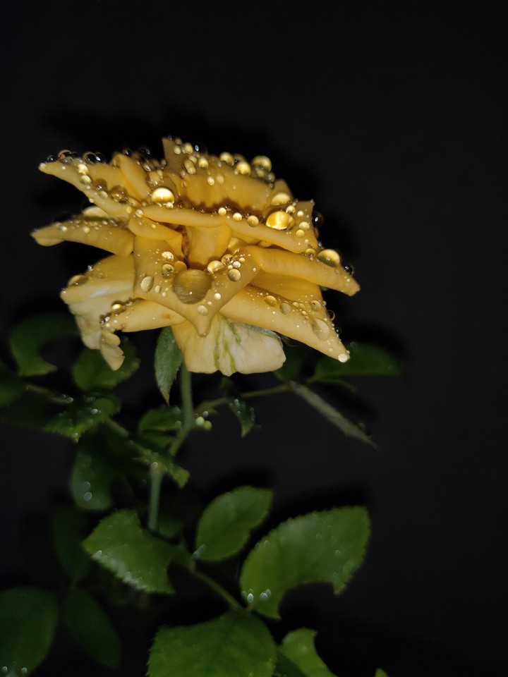 yellow rose?