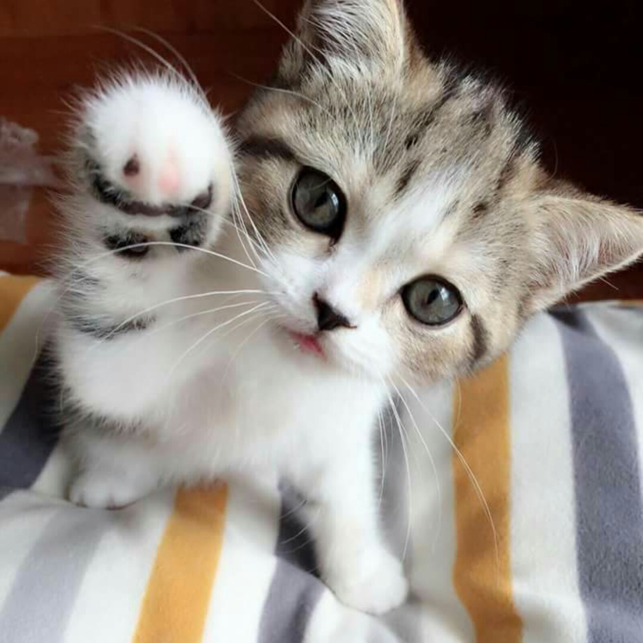 lovely cat...