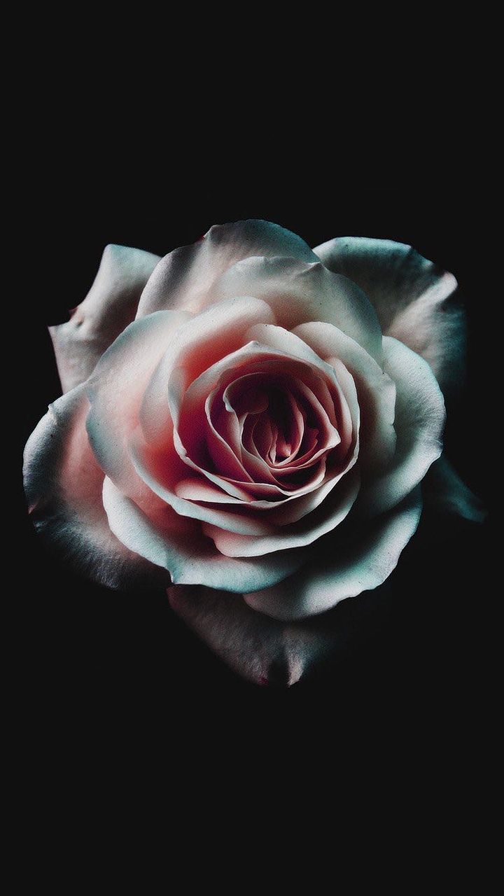 Pink rose