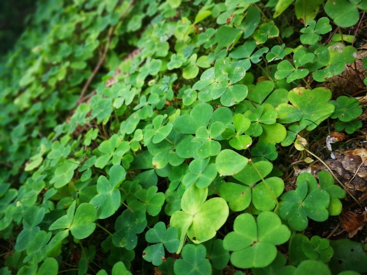 the nature