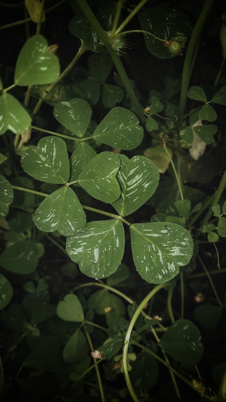 Greenery