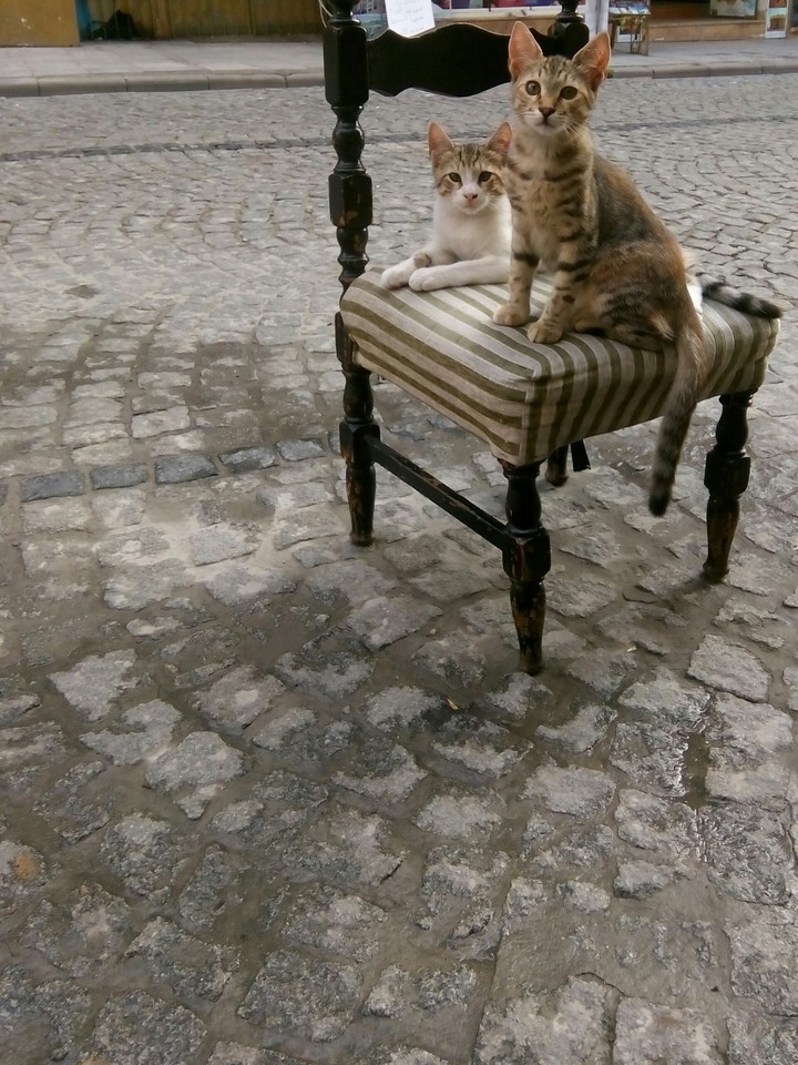 Cats..