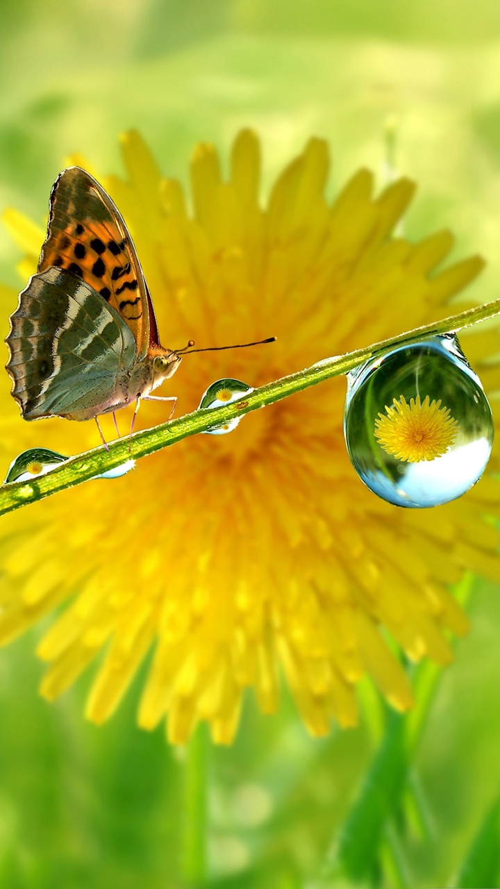 butterfly❤❤