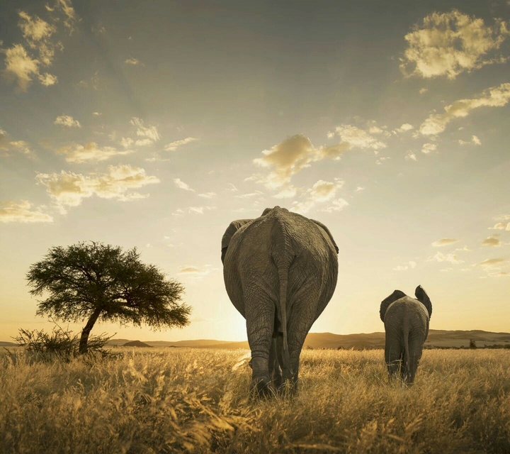 wild elephants