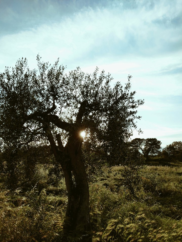 Sun
