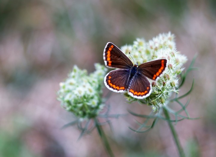 butterfly4