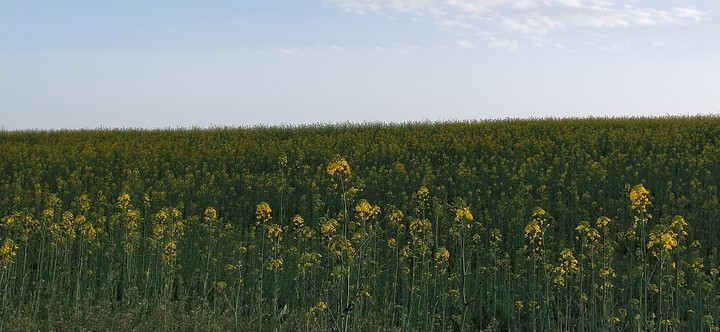 el campo