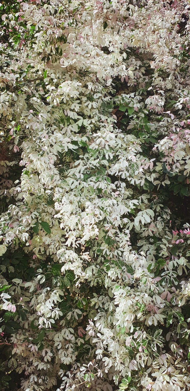 unknown tree