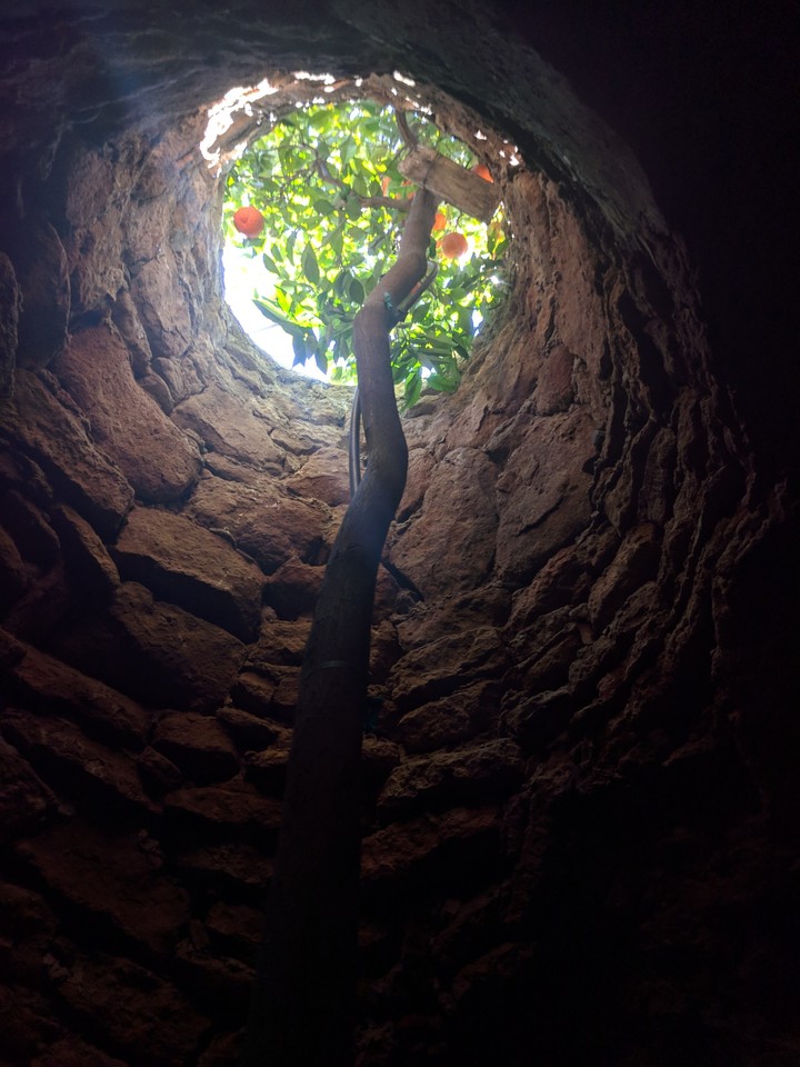 Tree of Perseverance