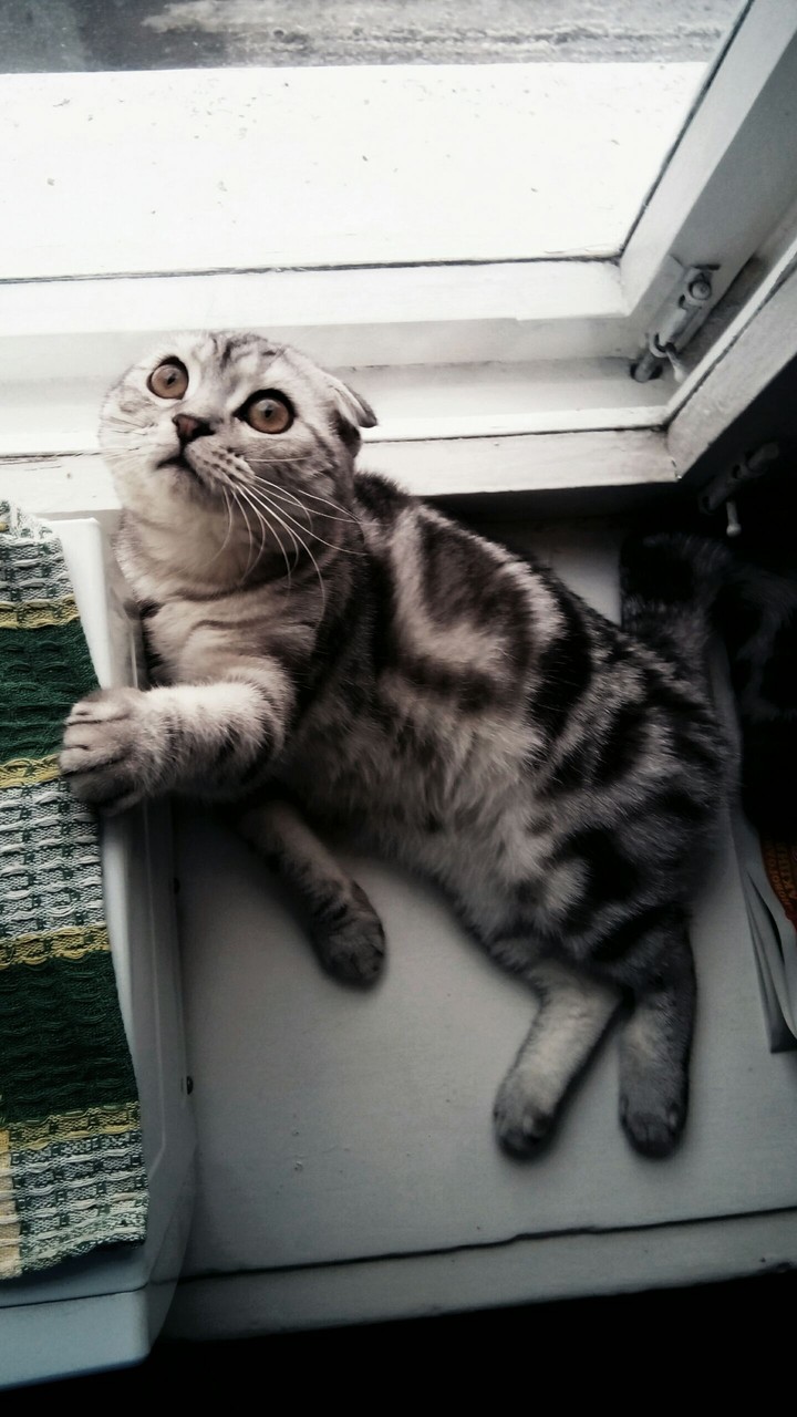 cat male under window