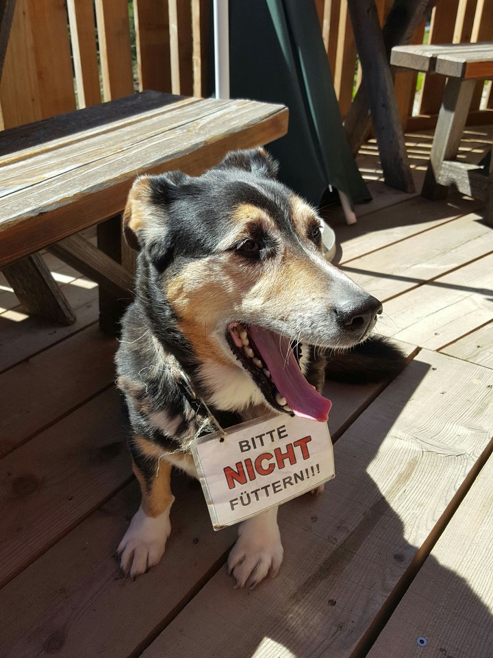 Nice Dog