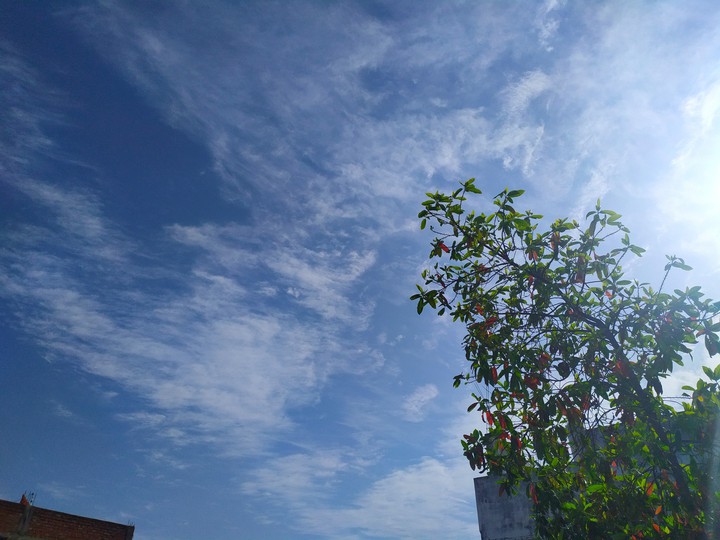 morning bliss
