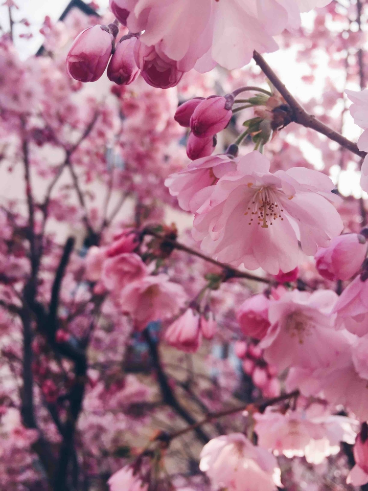 Blossom