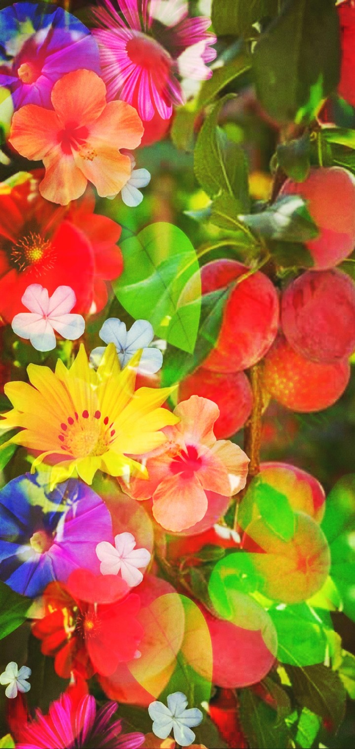 flower and fruits HD image