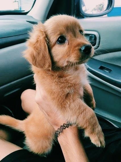 It dog in my car.