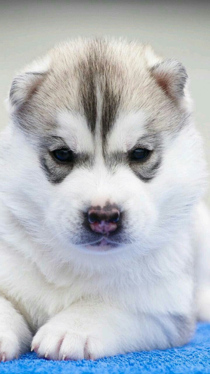 cão