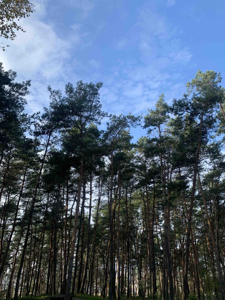 Forest