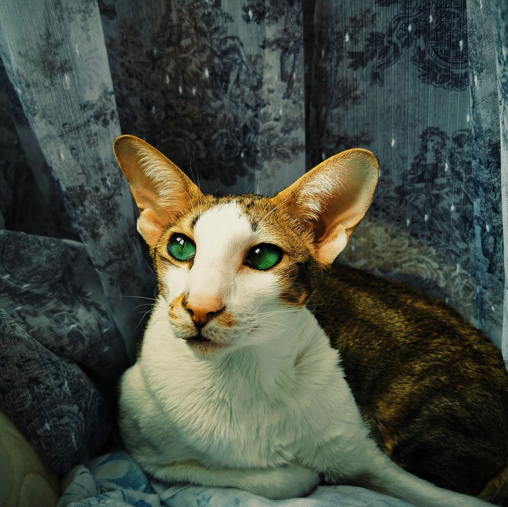 cat